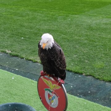 Estadio da Luz - stadion Benfiki, na który warto się wybrać