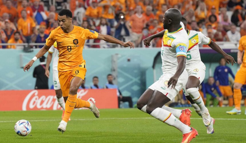 MŚ Kaar 2022: Holandia - Senegal, Gakpo