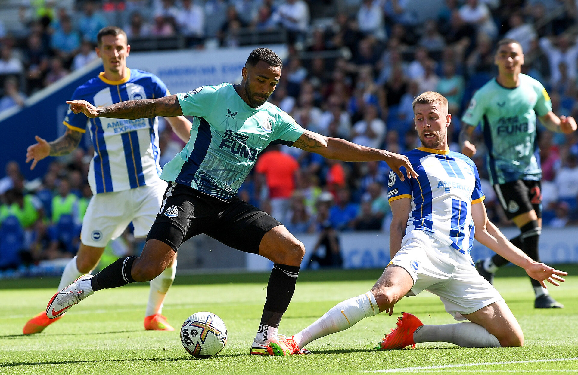 brighton-newcastle-typy-typowanie-premier-league-callum-wilson